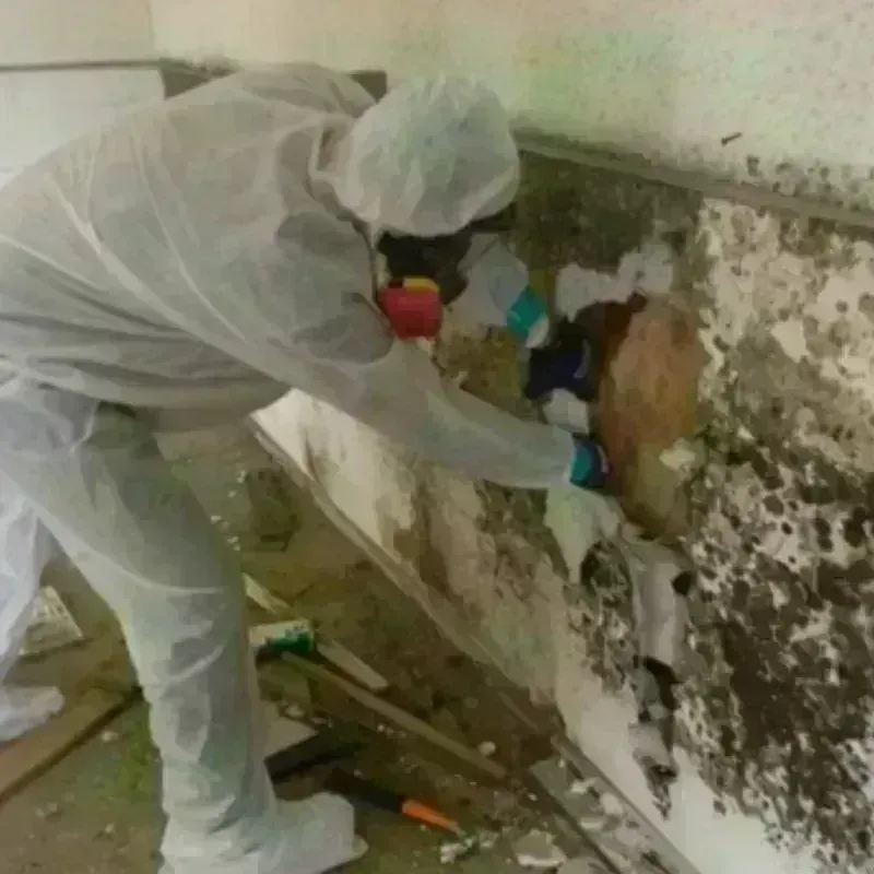 Mold Remediation and Removal in Mart, TX